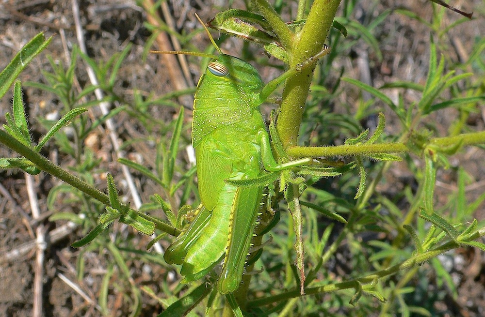 Ninfa di Anacridium aegyptium